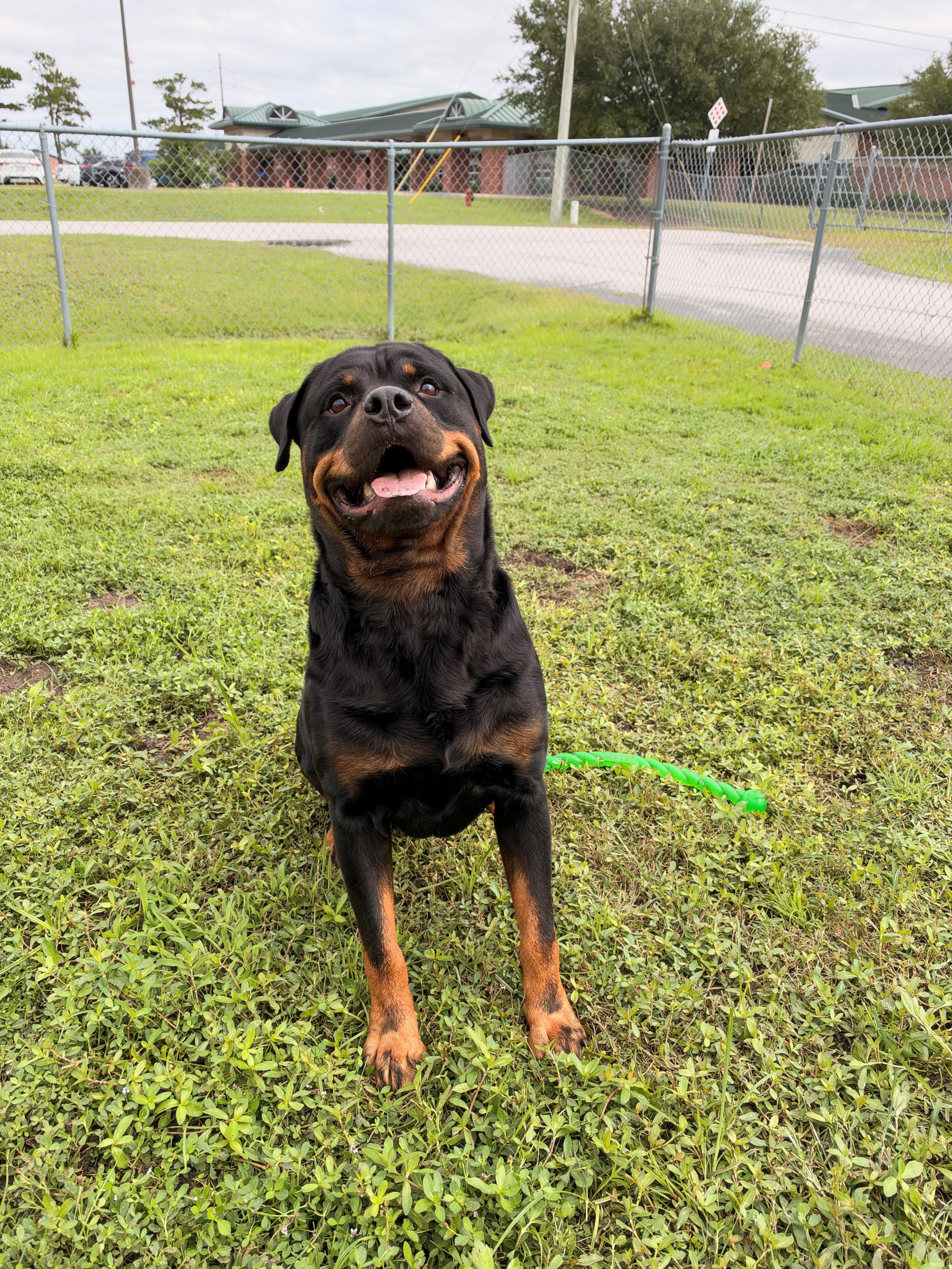 Morgan, Adopted, Adult Male Rottweiler.