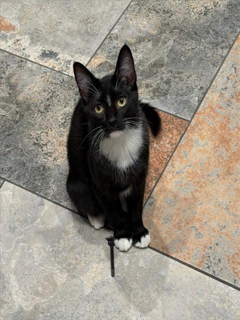 BOOTS, Adoptable, Young Male Domestic Short Hair.