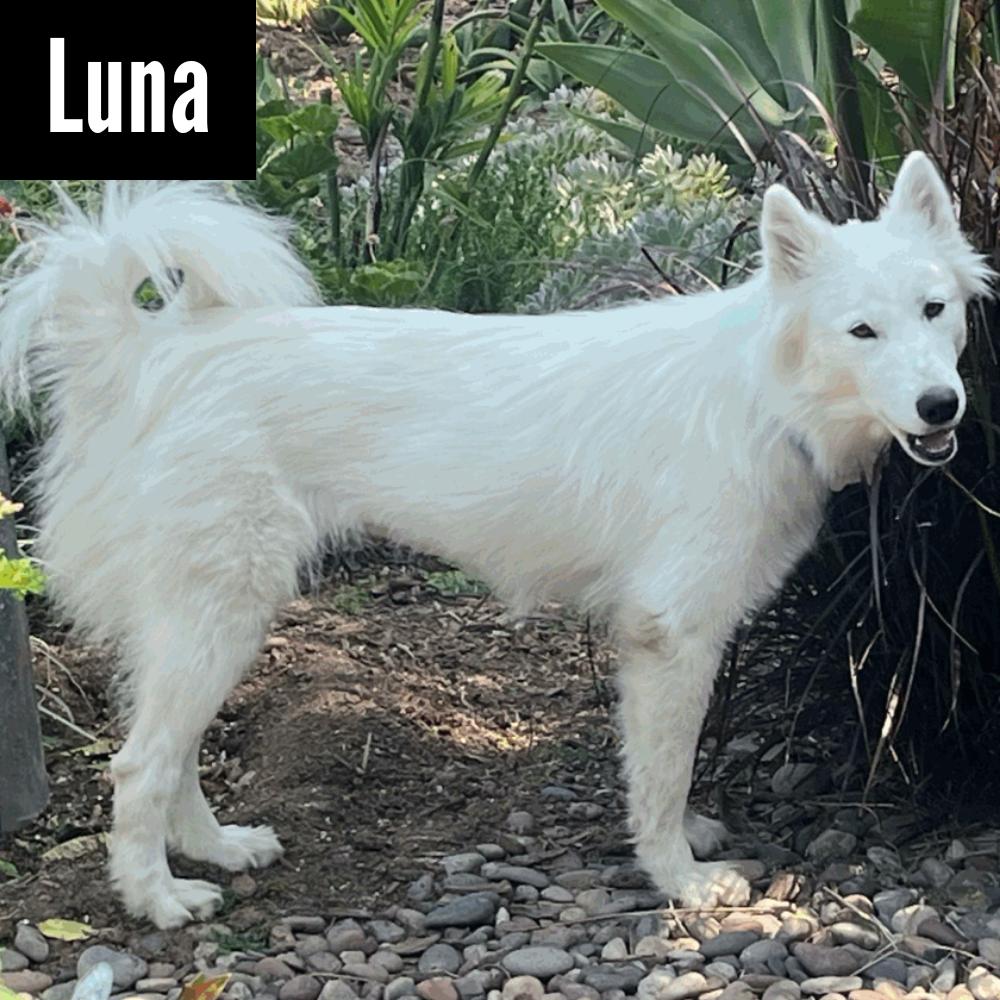 LUNA, an adoptable Samoyed in Los Angeles, CA, 90019 | Photo Image 1