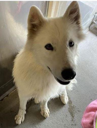 LUNA, an adoptable Samoyed in Los Angeles, CA, 90019 | Photo Image 1