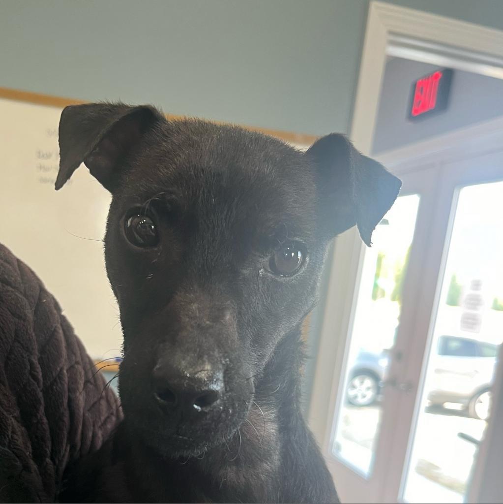 Beckett, Adoptable, Senior Male Jack Russell Terrier.