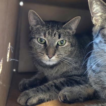 Akeela, Adoptable, Adult Female Domestic Short Hair & Domestic Short Hair.