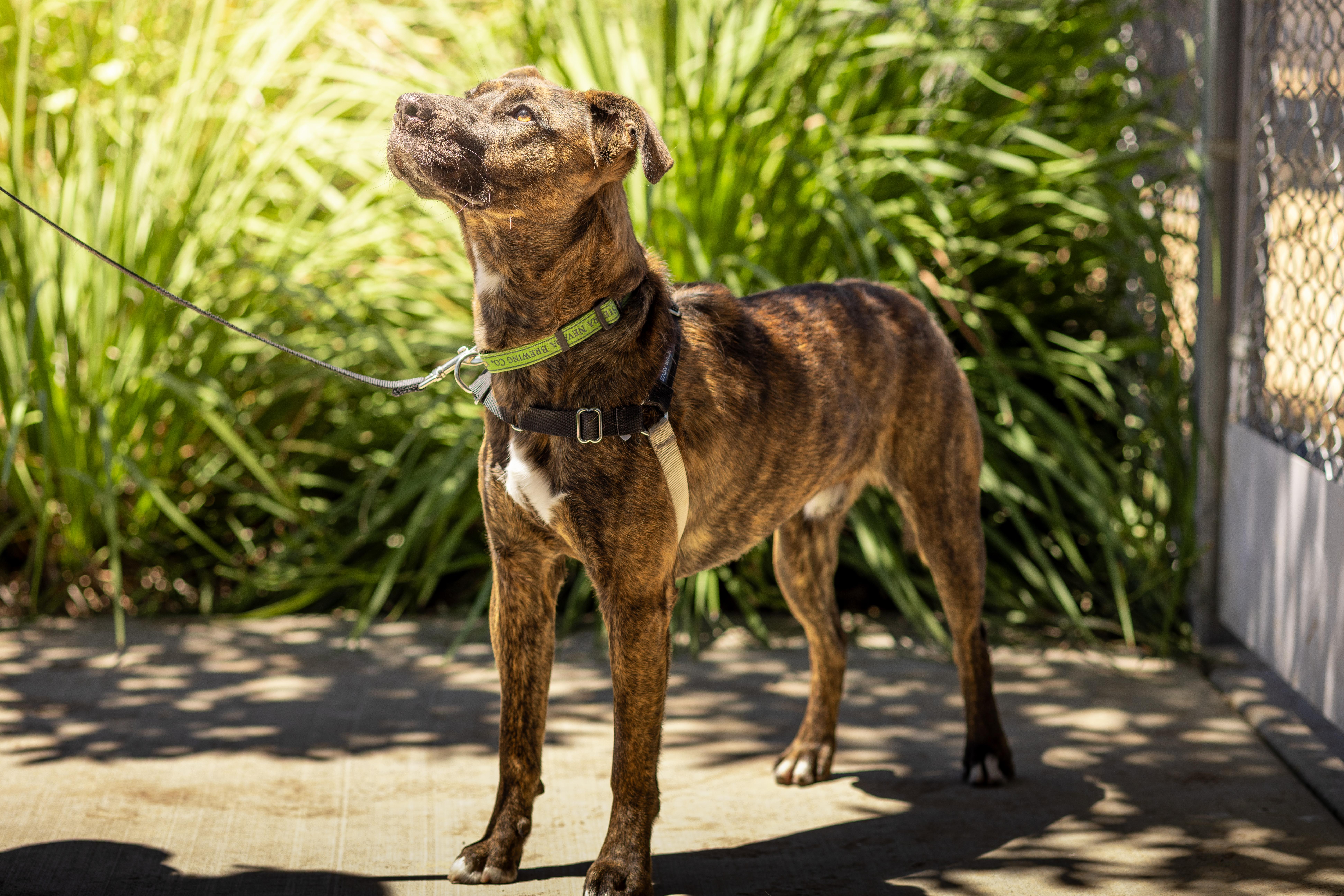 Irwin - Adoption Fee Sponsored by the ASPCA The Rescue Effect, Adoptable, Young Male Pit Bull Terrier.