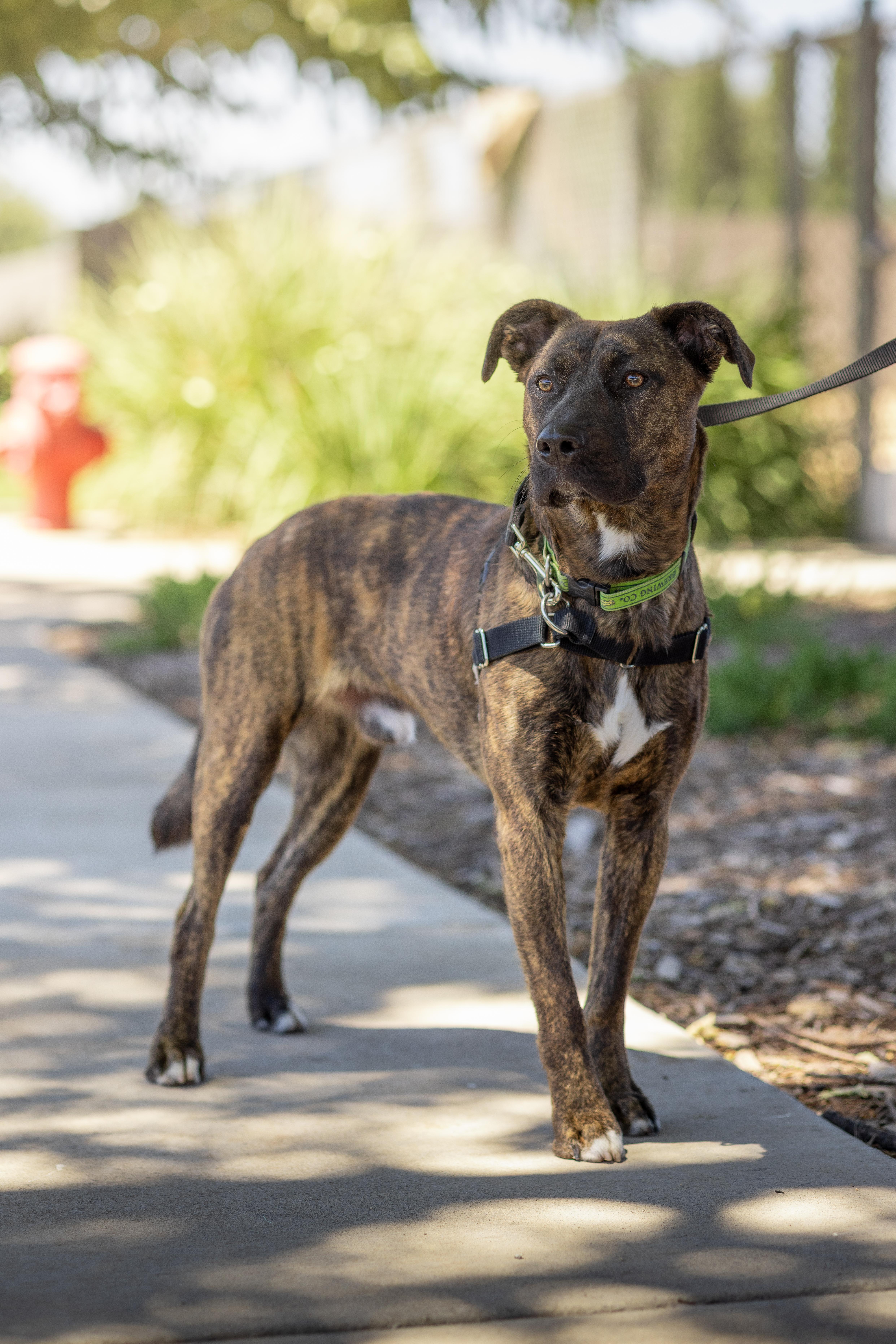Irwin - Adoption Fee Sponsored by the ASPCA The Rescue Effect, a Adoptable mixed breed in Chico, CA image 2/3