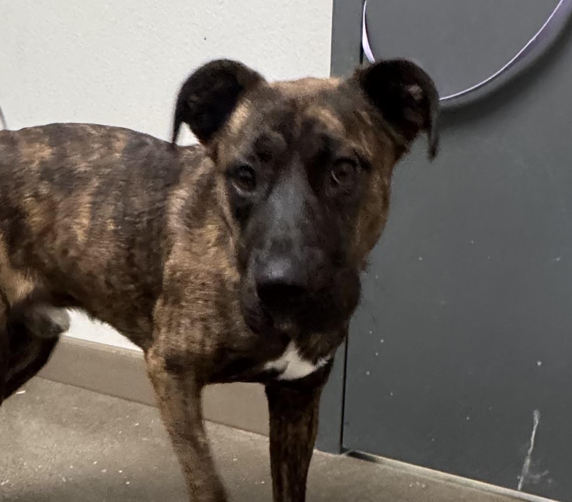Irwin - Adoption Fee Sponsored by the ASPCA The Rescue Effect, a Adoptable mixed breed in Chico, CA image 3/3