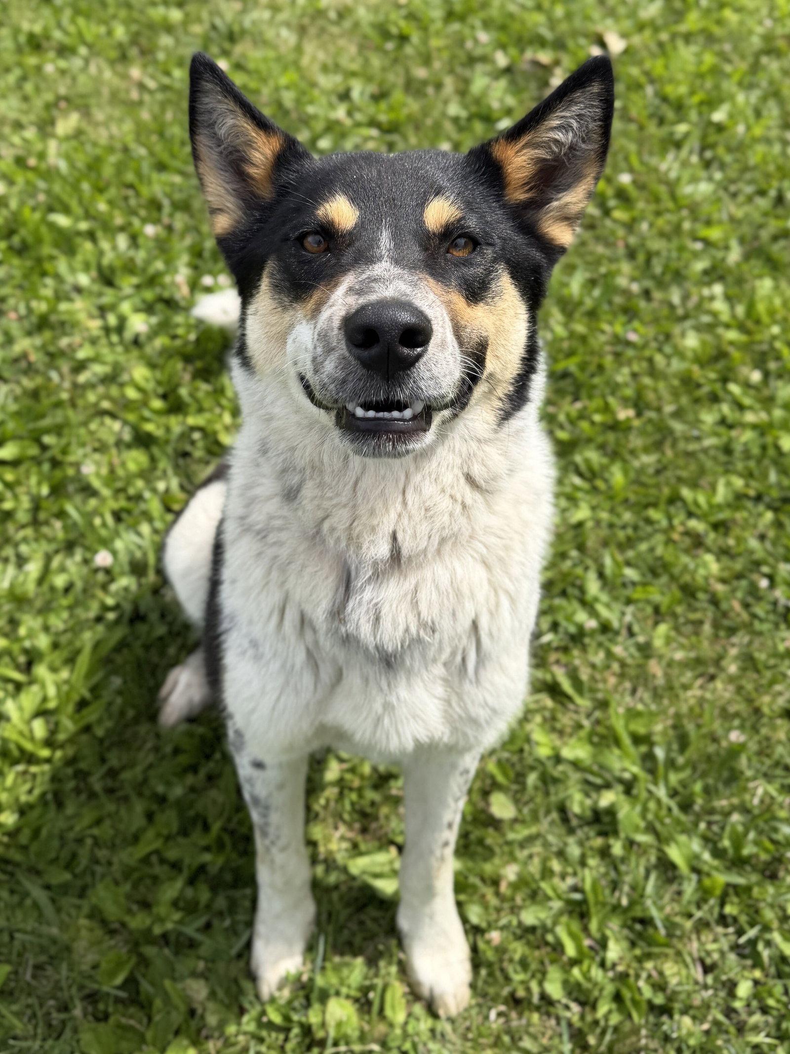 Riker - Name Your Own Adoption Fee, a ADOPTABLE Australian Cattle Dog / Blue Heeler in Jefferson, WI image 2/4