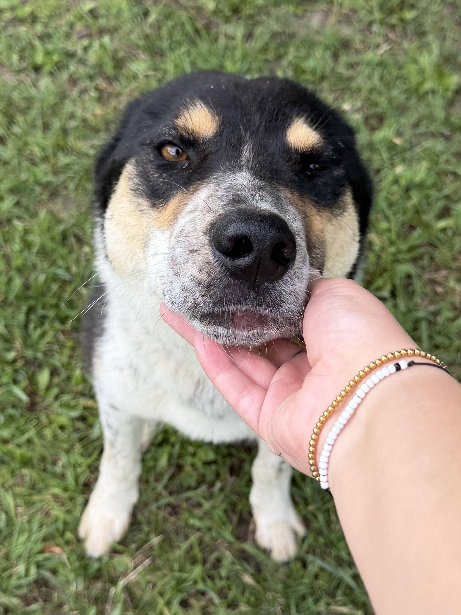 Riker - Name Your Own Adoption Fee, a ADOPTABLE Australian Cattle Dog / Blue Heeler in Jefferson, WI image 3/4