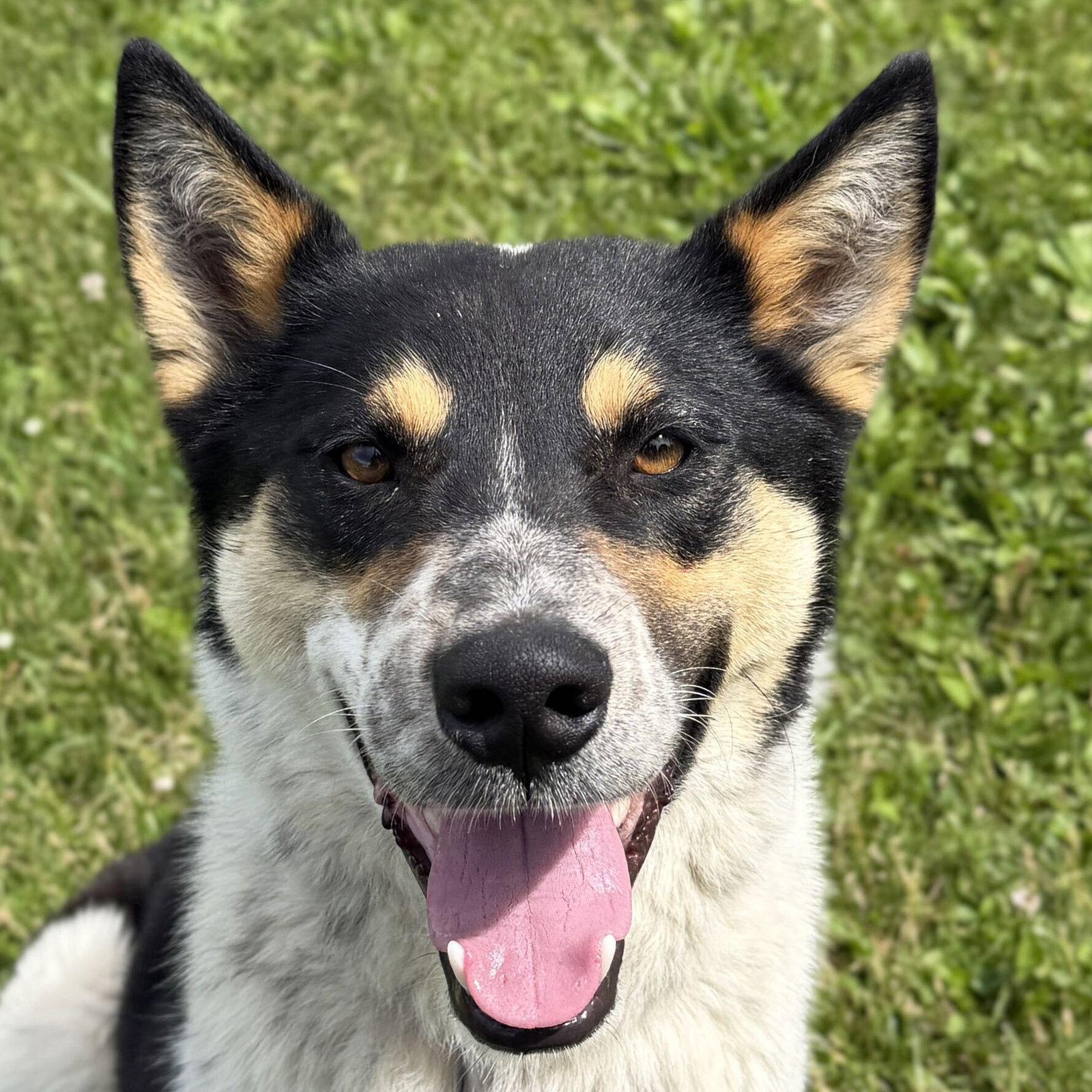 Riker - Name Your Own Adoption Fee, ADOPTABLE, Adult Male Australian Cattle Dog / Blue Heeler.