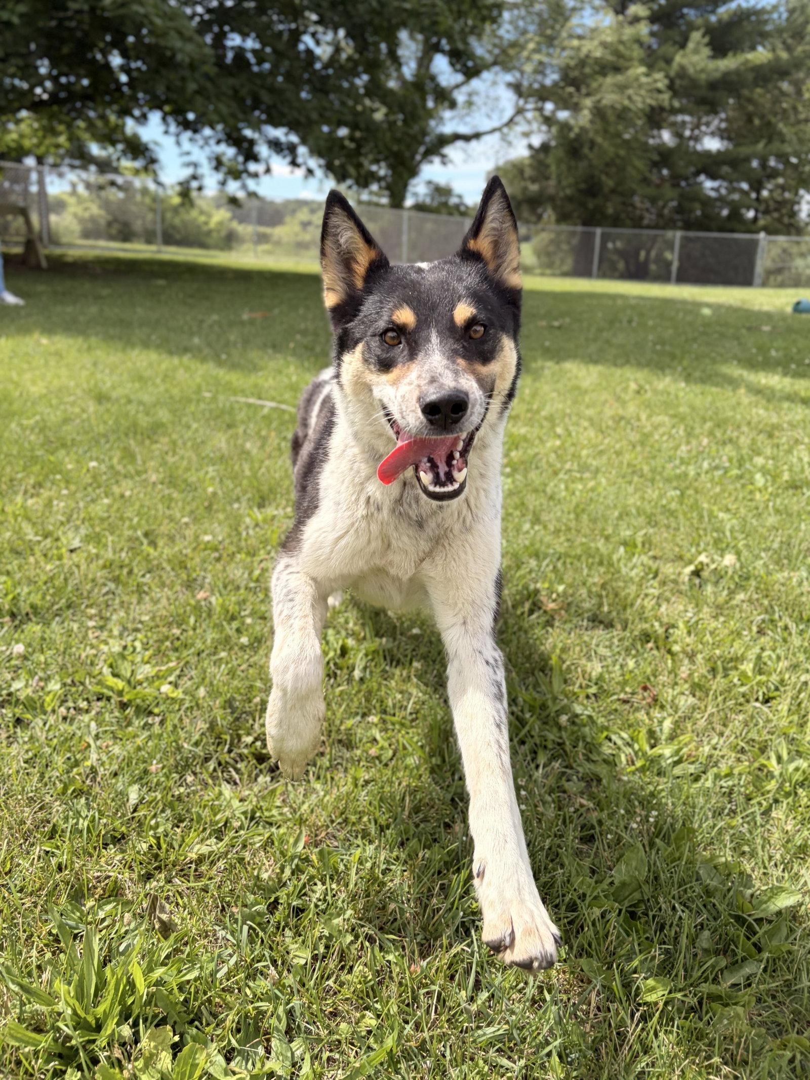 Riker - Name Your Own Adoption Fee, a ADOPTABLE Australian Cattle Dog / Blue Heeler in Jefferson, WI image 4/4