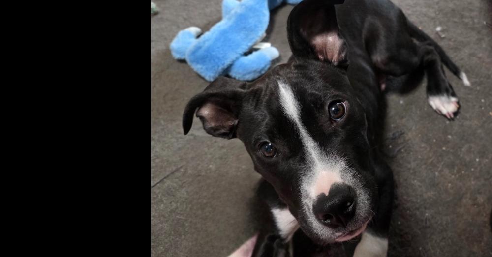 Butters, Adoptable, Puppy Male Mixed Breed.