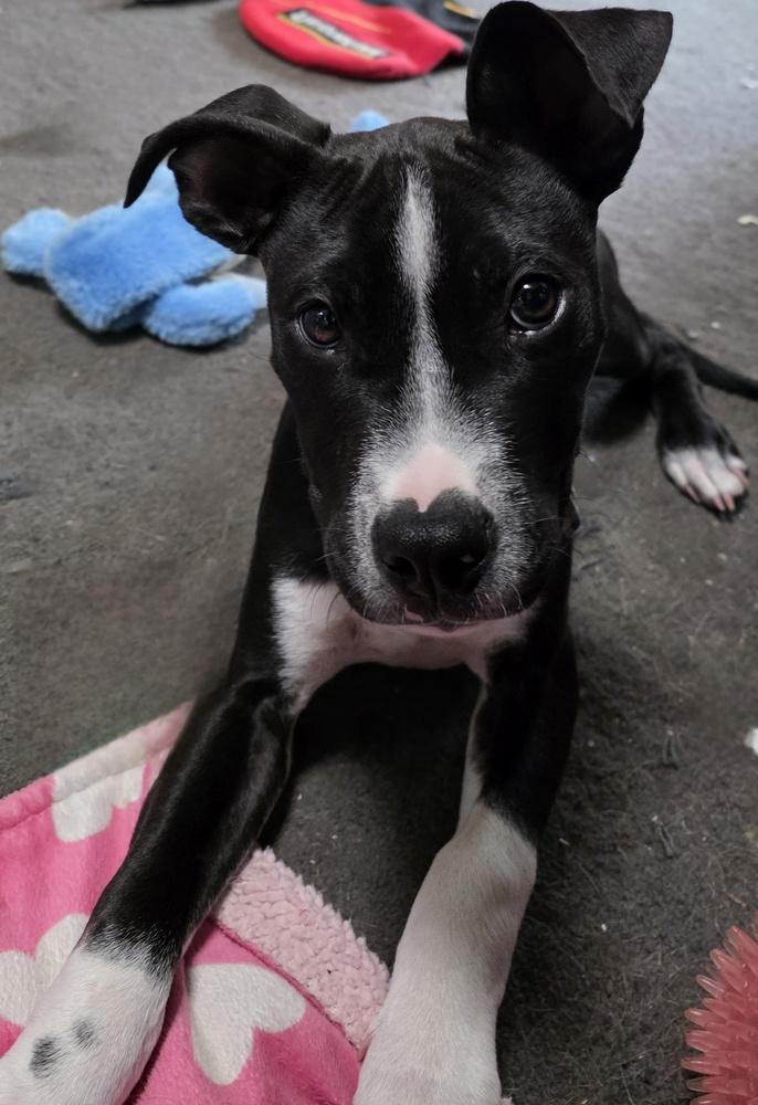 Enlarge Butters, a Adoptable mixed breed in Waterbury, CT image 3/6