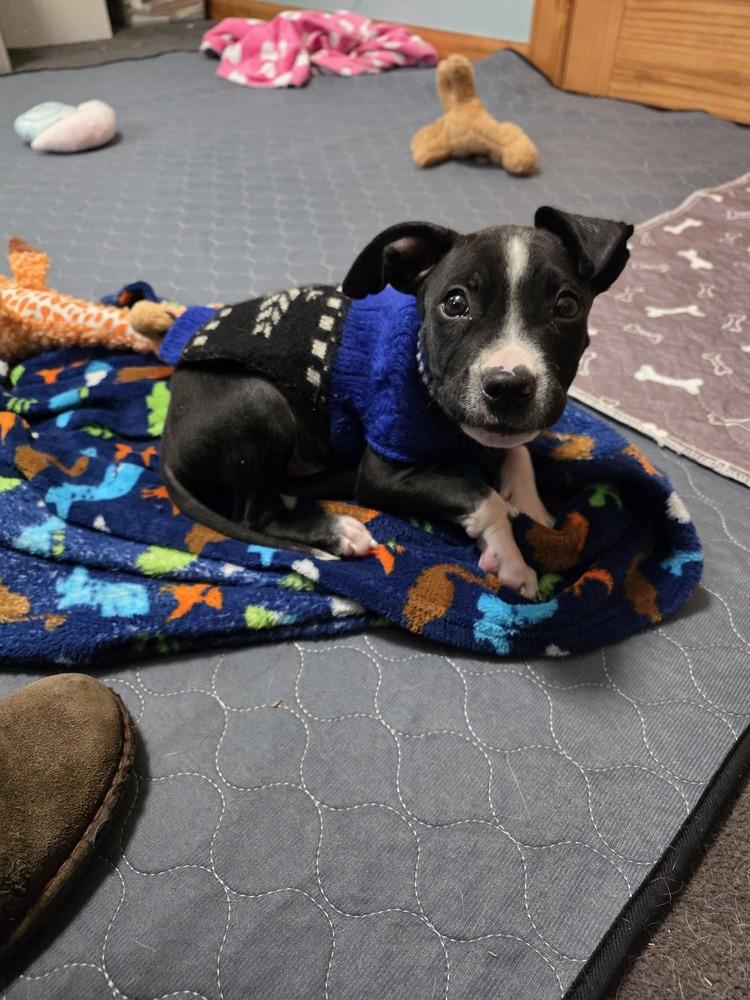 Butters, Adoptable, Puppy Male Mixed Breed.