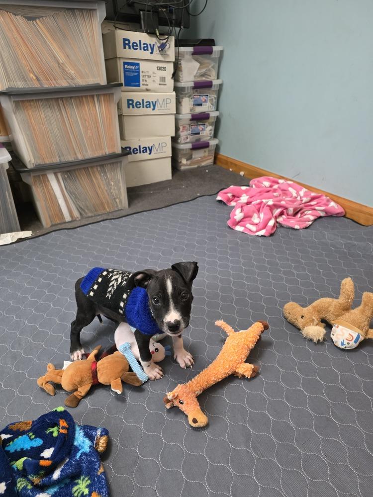 Enlarge Butters, a Adoptable mixed breed in Waterbury, CT image 2/3