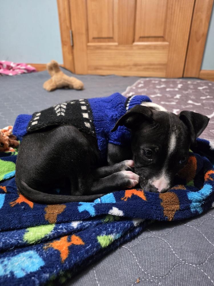 Enlarge Butters, a Adoptable mixed breed in Waterbury, CT image 3/3