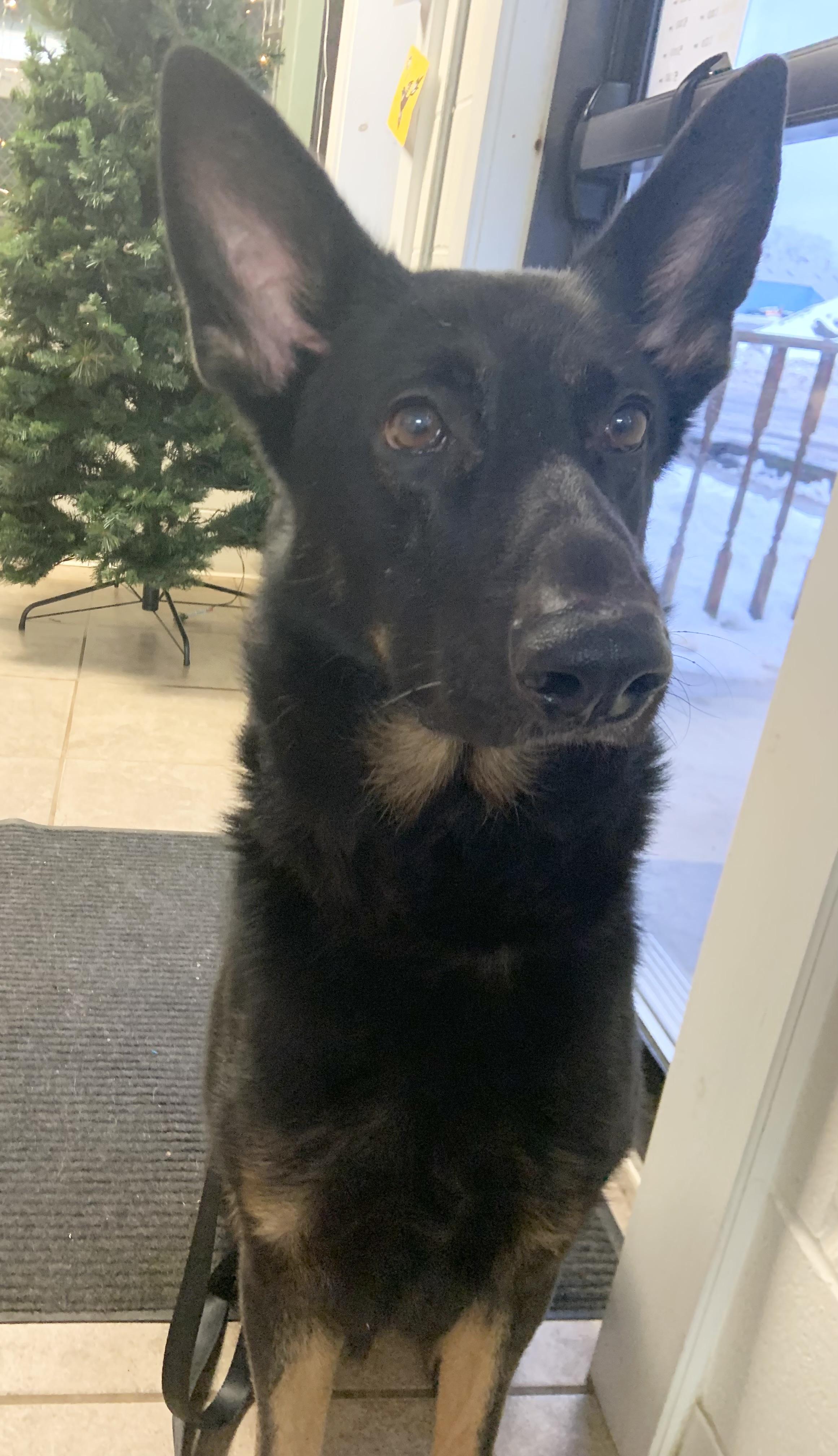 Enlarge Ace, a ADOPTABLE mixed breed in Massena, NY image 1/2