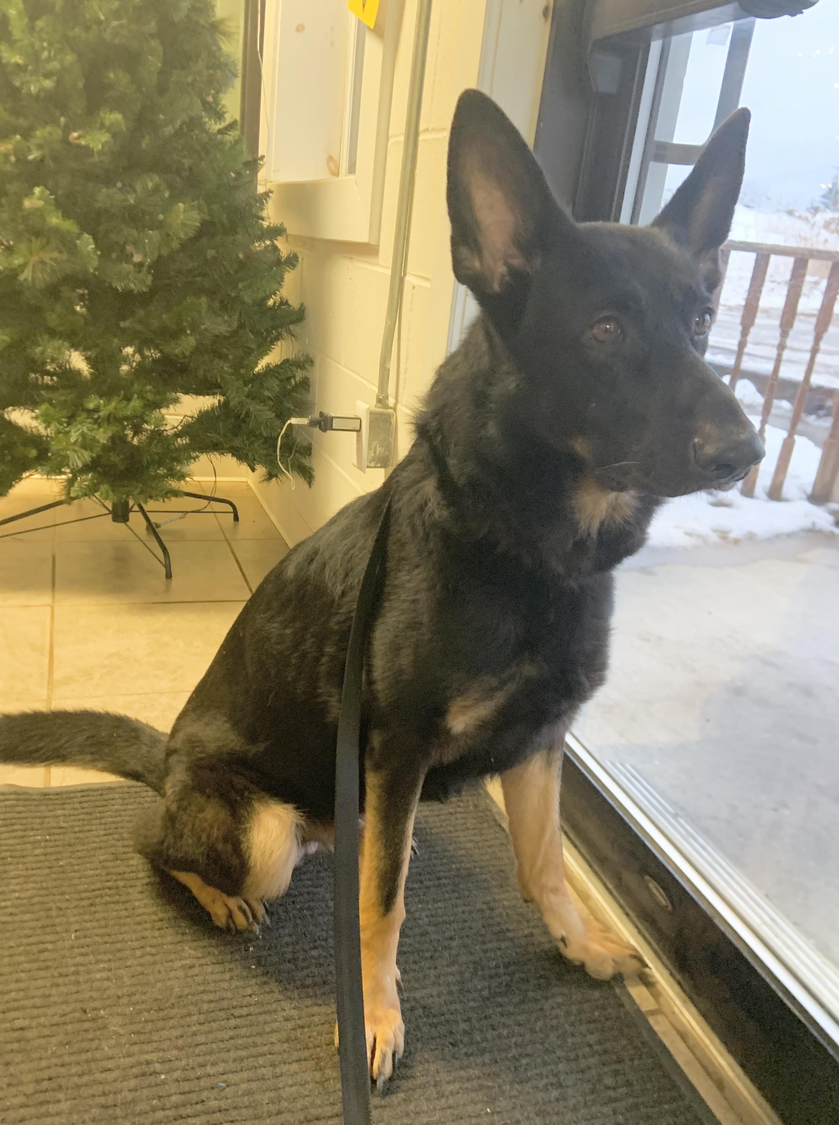 Enlarge Ace, a ADOPTABLE mixed breed in Massena, NY image 2/2