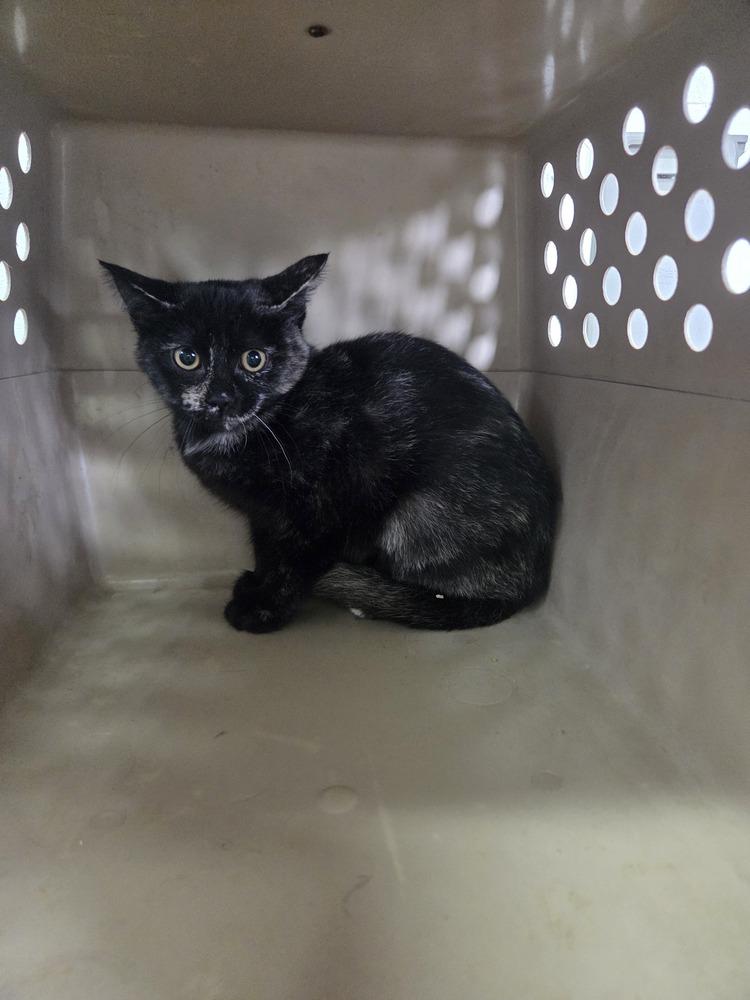 Kimchi, Adoptable, Kitten Female Domestic Short Hair.