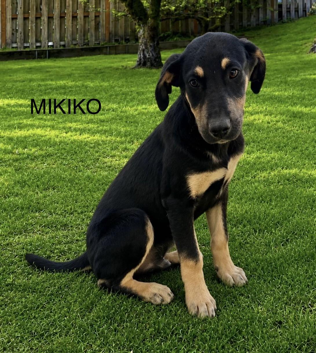 Mikiko, adoptable, Puppy Male Labrador Retriever.