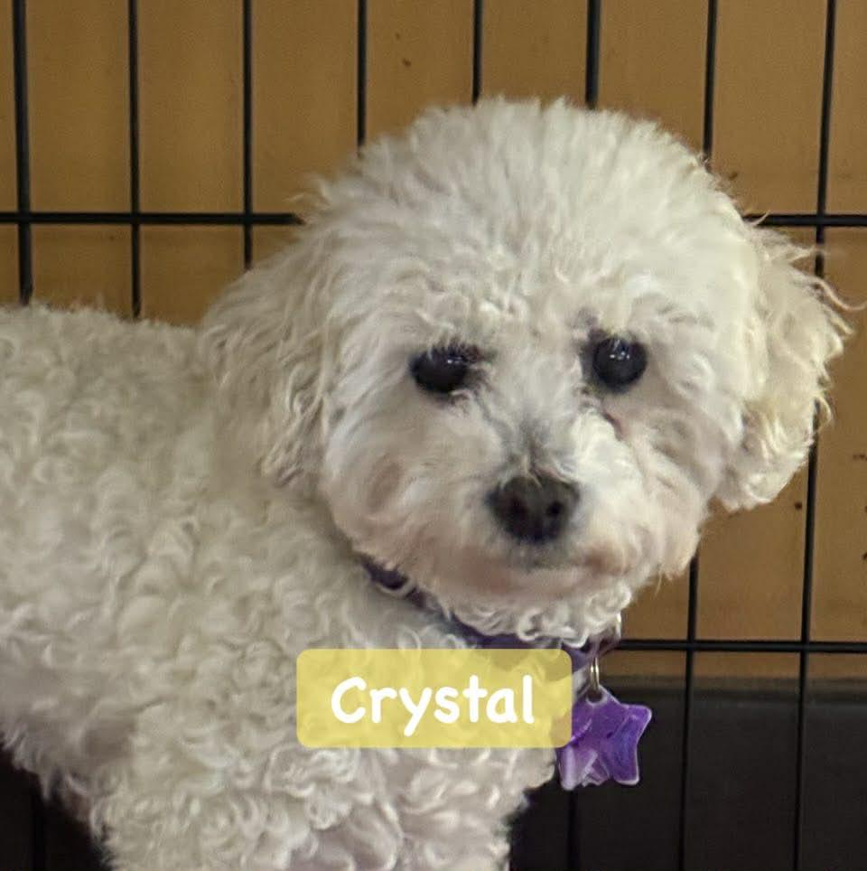 Crystal, Adoptable, Adult Female Bichon Frise.