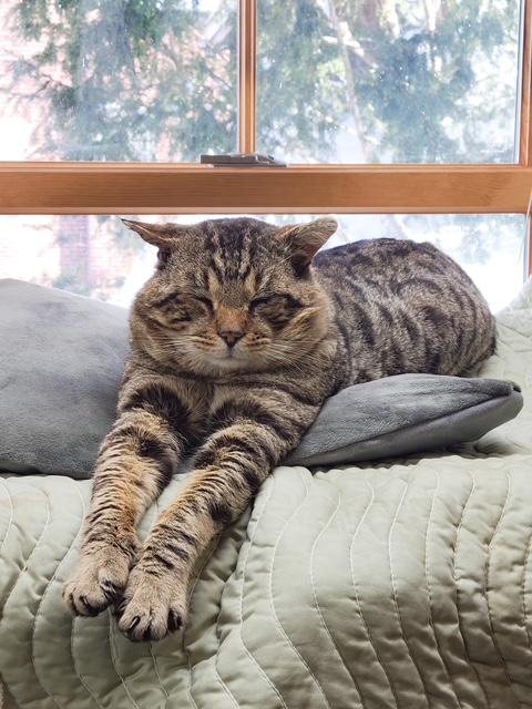 George, ADOPTABLE, Adult Male Domestic Short Hair.