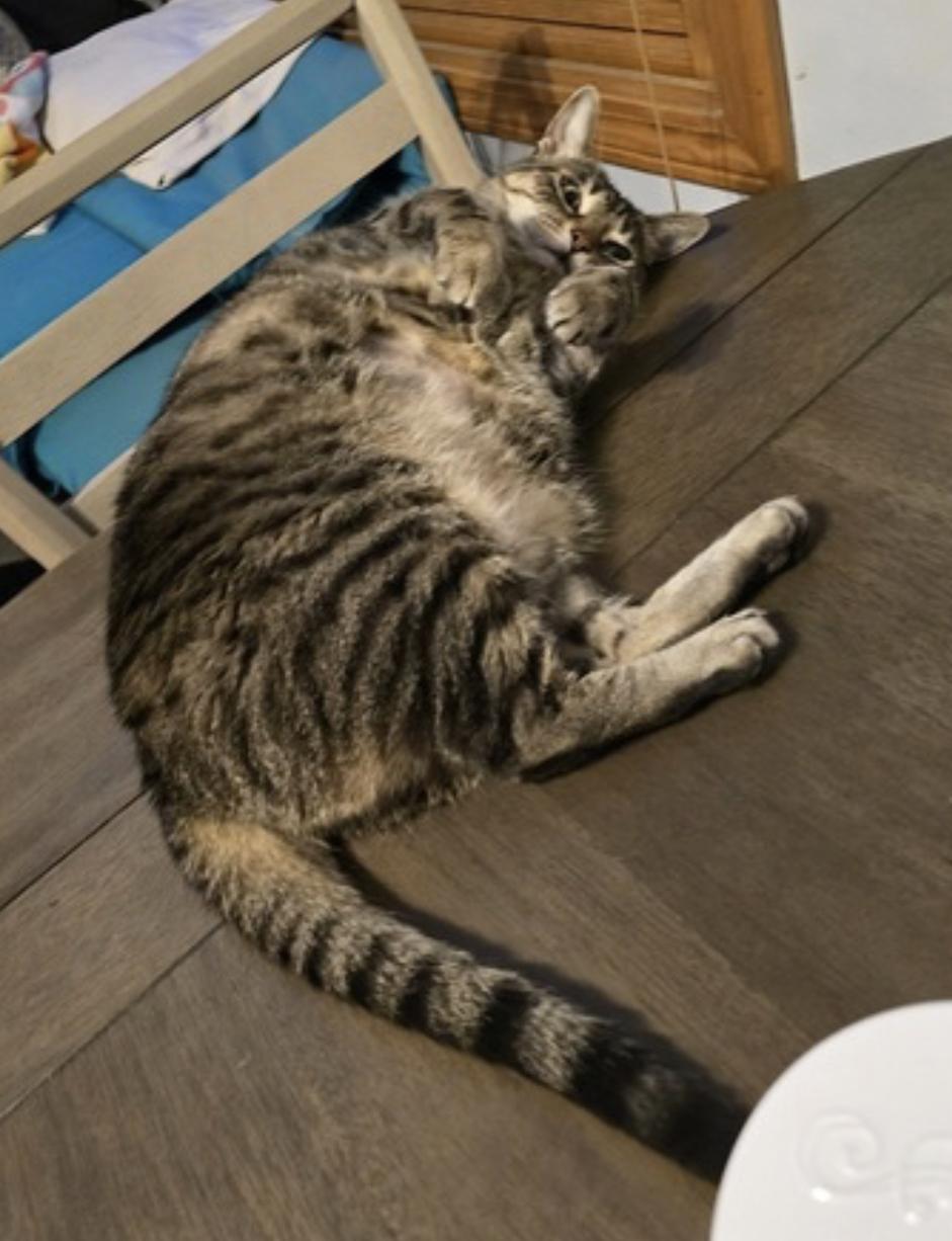 Enlarge Butters, a Adoptable Domestic Short Hair in Bolingbrook, IL image 4/6