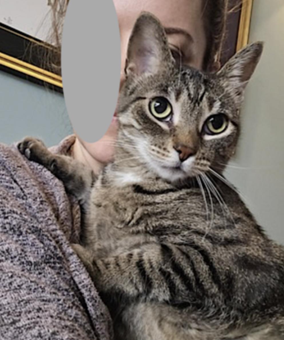 Enlarge Butters, a Adoptable Domestic Short Hair in Bolingbrook, IL image 5/6