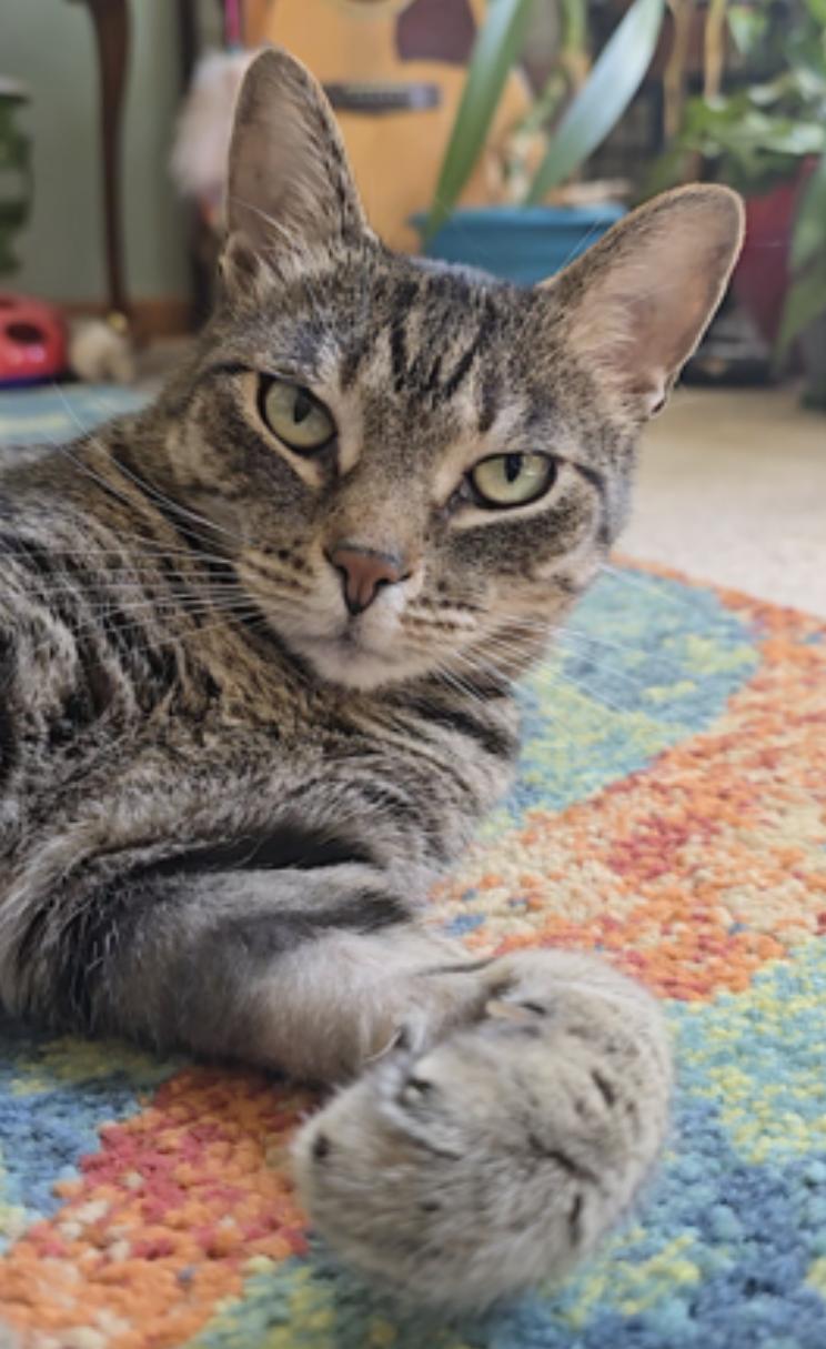 Enlarge Butters, a Adoptable Domestic Short Hair in Bolingbrook, IL image 2/6