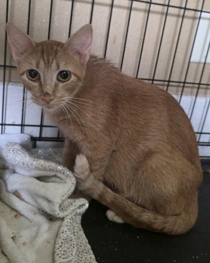 Evee, Adoptable, Adult Female Domestic Short Hair & Domestic Short Hair.