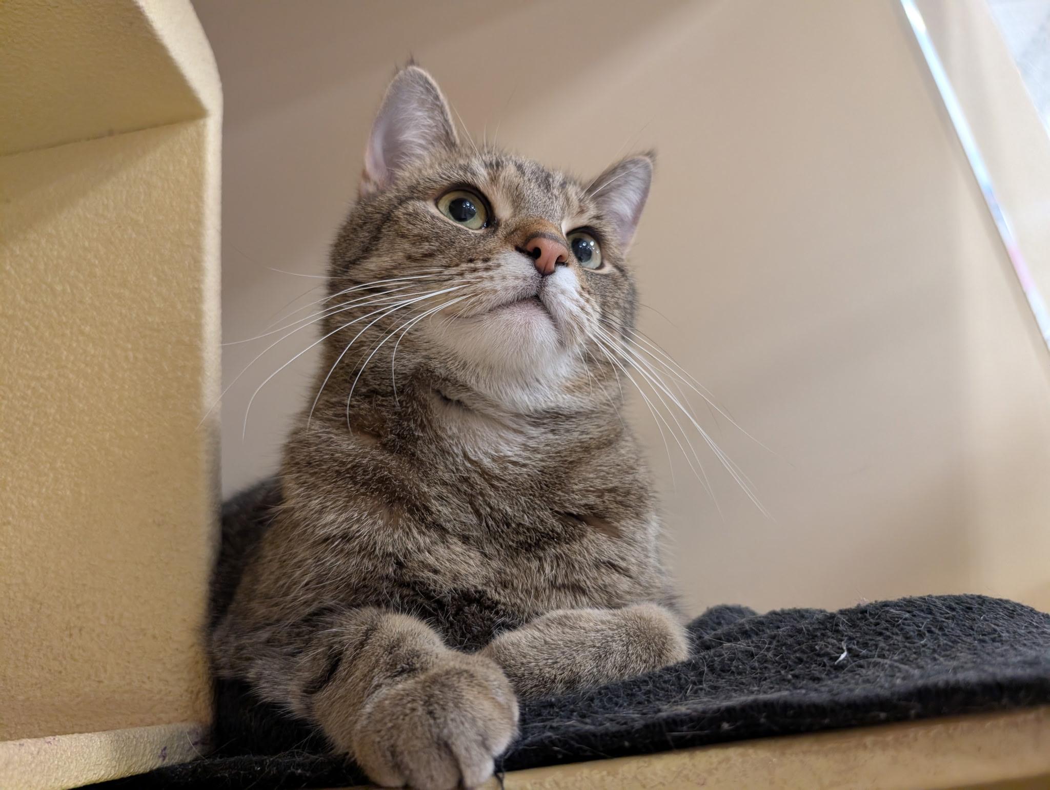 Enlarge Hazel, a ADOPTABLE Domestic Short Hair in Barrington Hills, IL image 1/3
