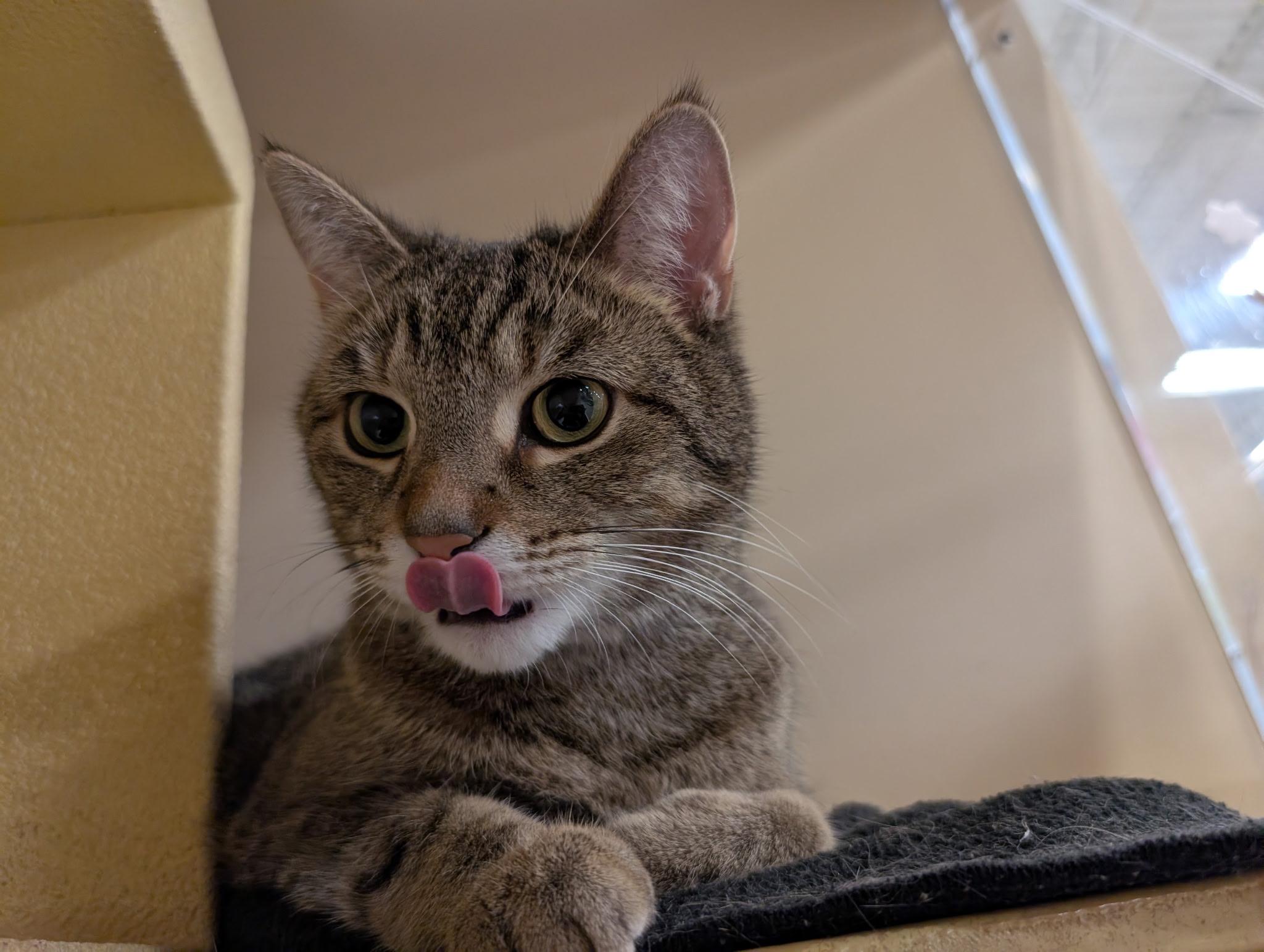 Enlarge Hazel, a ADOPTABLE Domestic Short Hair in Barrington Hills, IL image 2/3