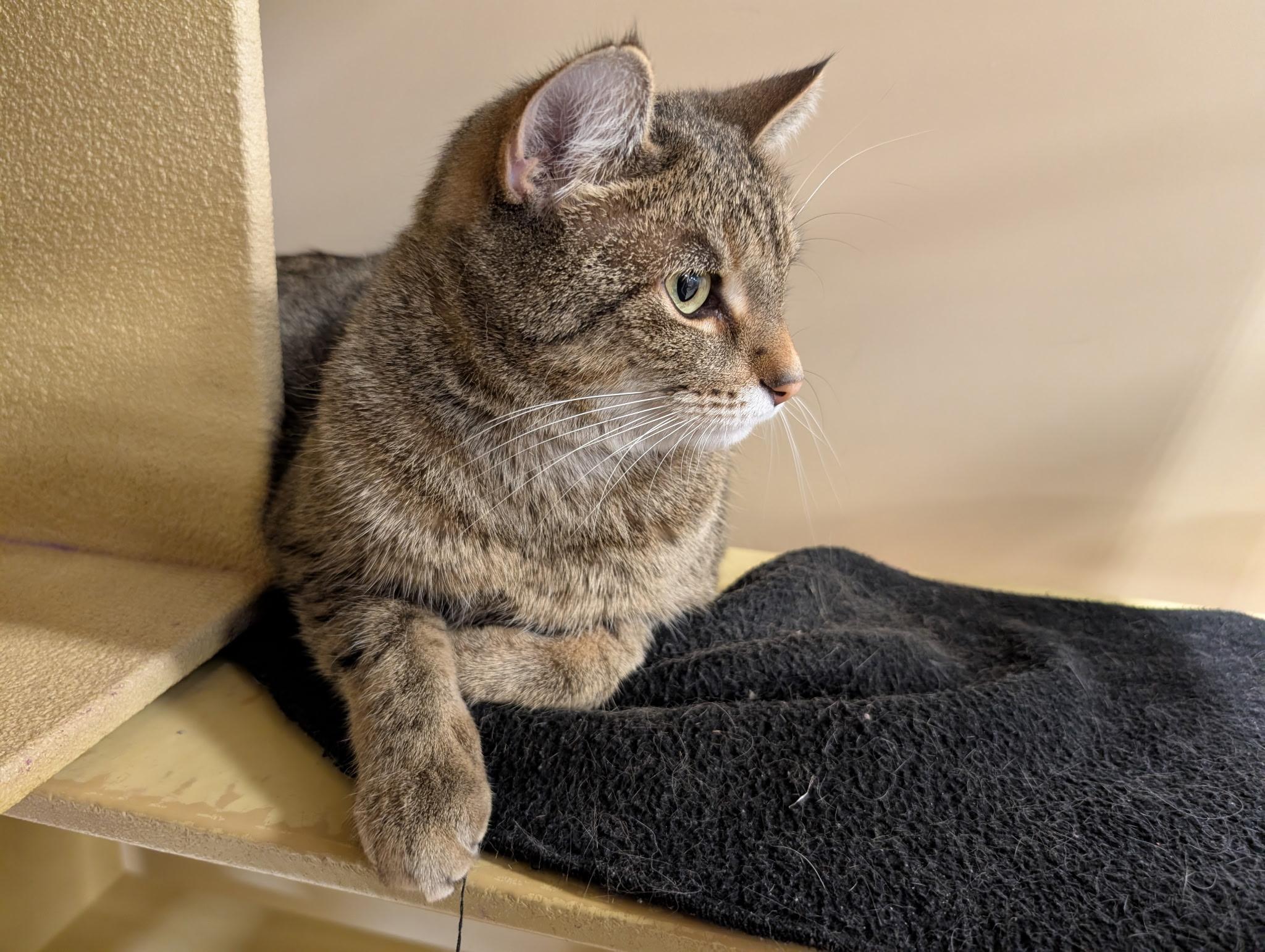 Enlarge Hazel, a ADOPTABLE Domestic Short Hair in Barrington Hills, IL image 3/3