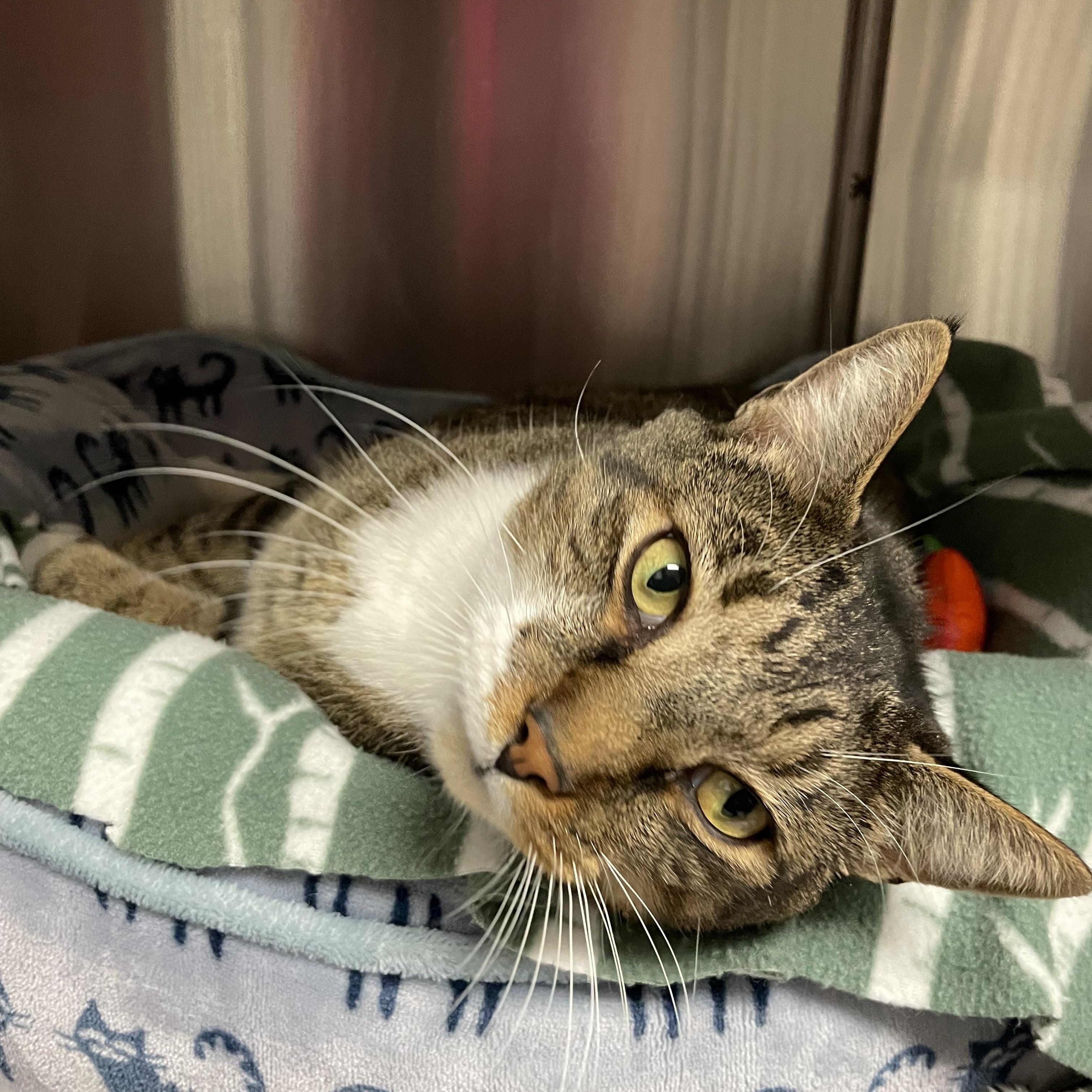 Enlarge Dixon, a Adoptable American Shorthair in North Kingstown, RI image 3/5