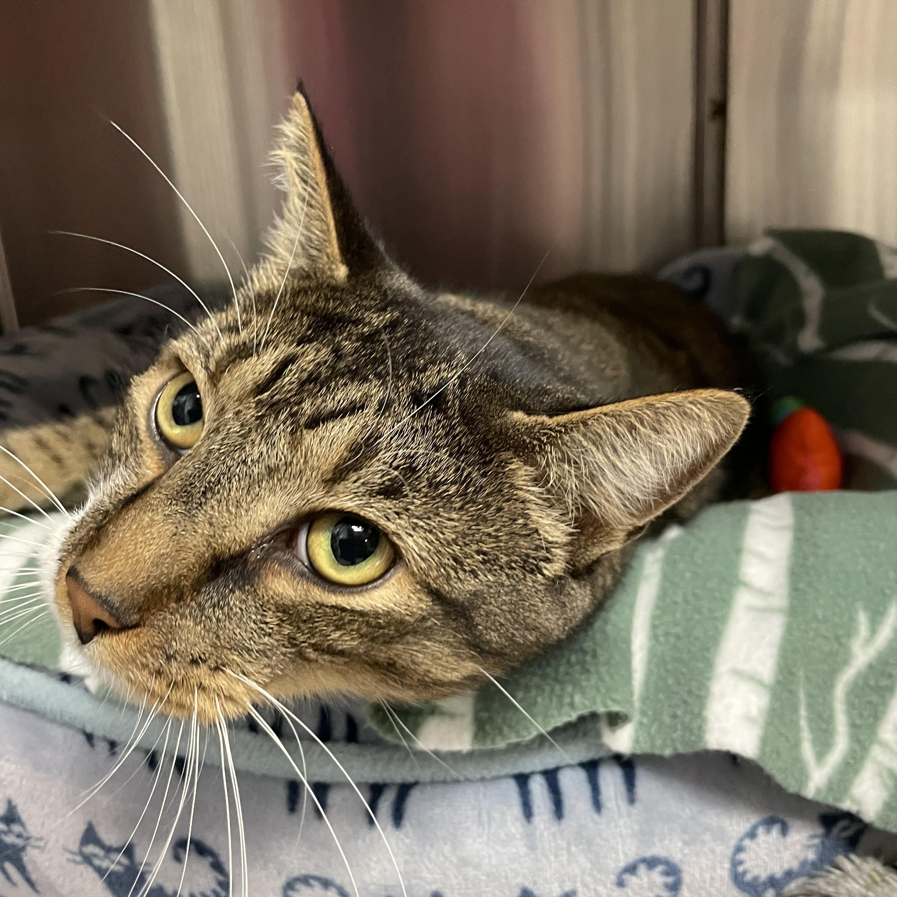 Enlarge Dixon, a Adoptable American Shorthair in North Kingstown, RI image 4/5