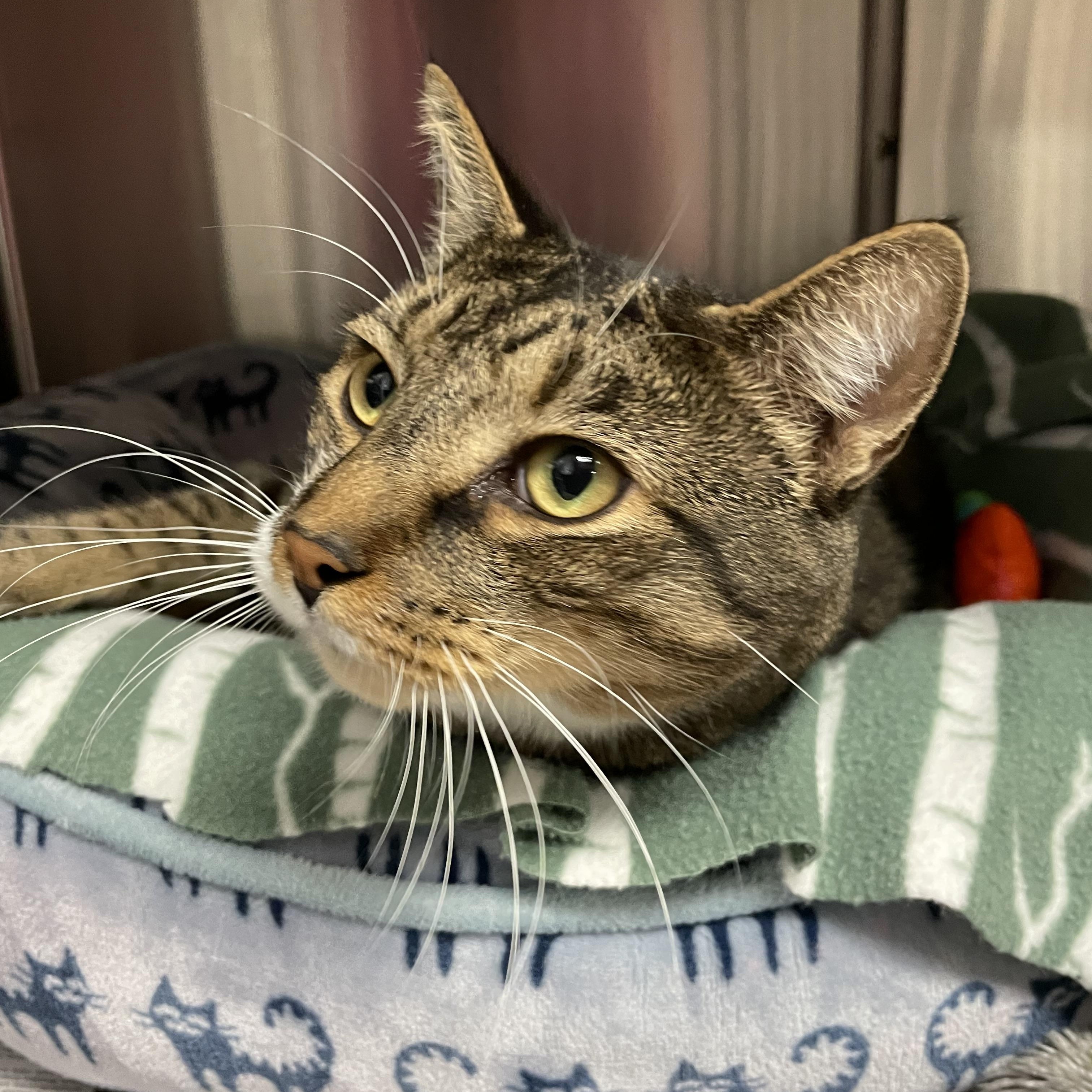Enlarge Dixon, a Adoptable American Shorthair in North Kingstown, RI image 5/5