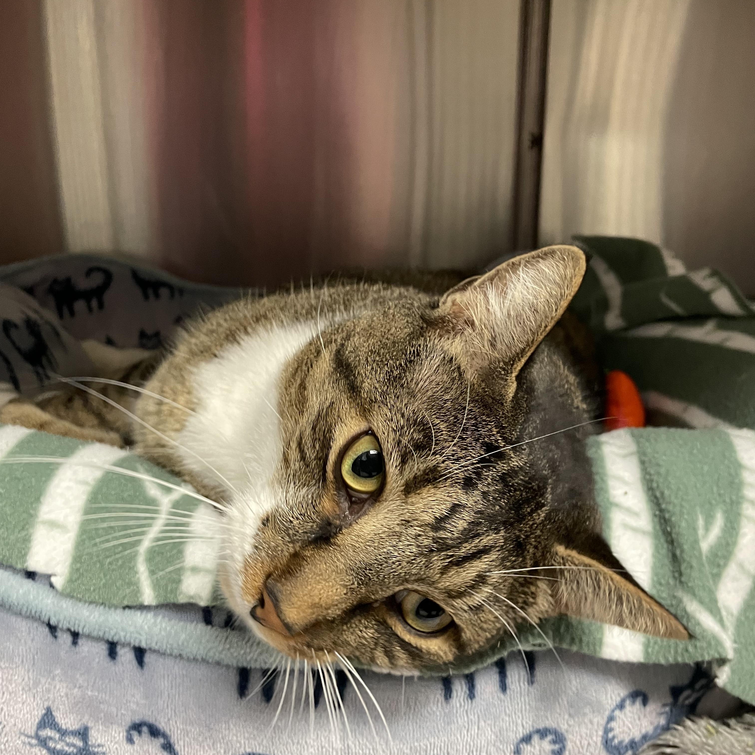 Dixon, Adoptable, Adult Male American Shorthair.