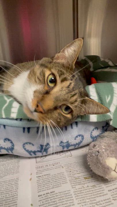 Enlarge Dixon, a Adoptable American Shorthair in North Kingstown, RI video 2/5