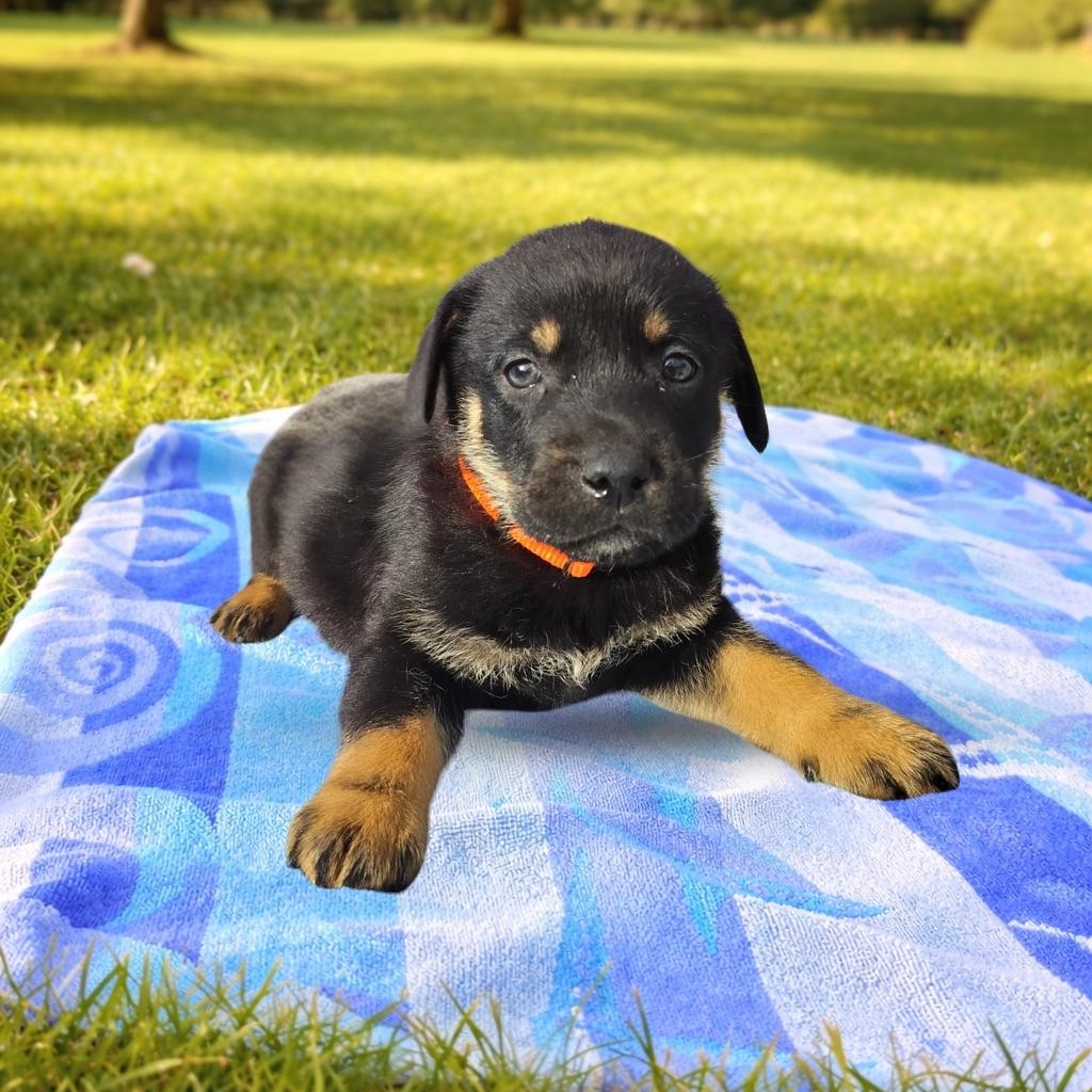 Charmander, adopted, Puppy Male Mixed Breed.