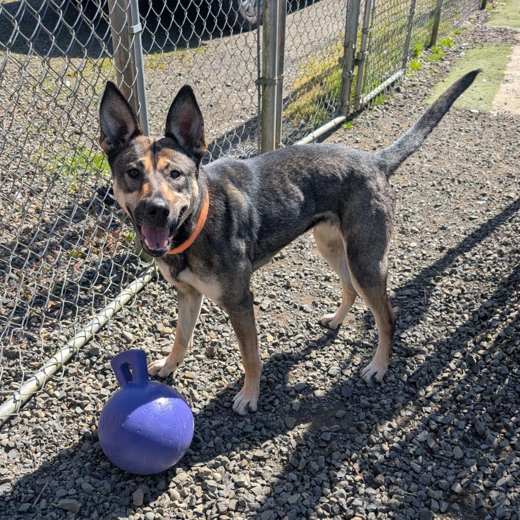 Enlarge Sasha, a Adoptable mixed breed in Aberdeen, WA image 1/6