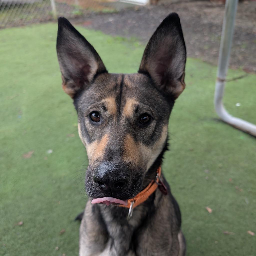 Sasha, Adoptable, Adult Female German Shepherd Dog.