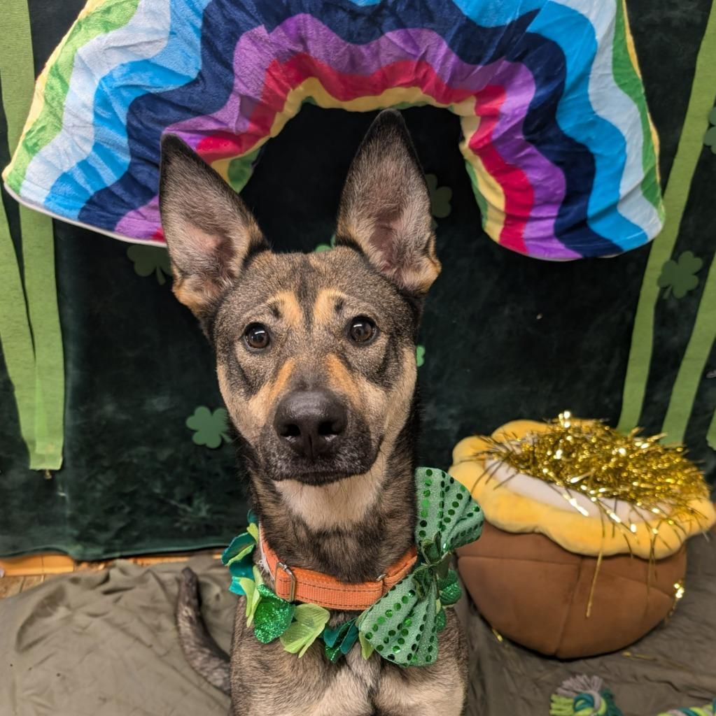 Sasha, Adoptable, Young Female German Shepherd Dog.