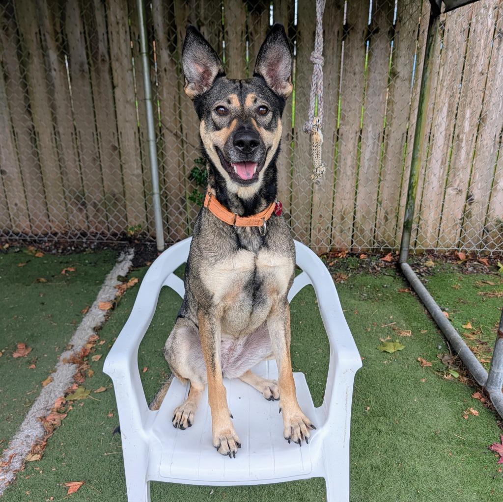 Enlarge Sasha, a Adoptable mixed breed in Aberdeen, WA image 2/6