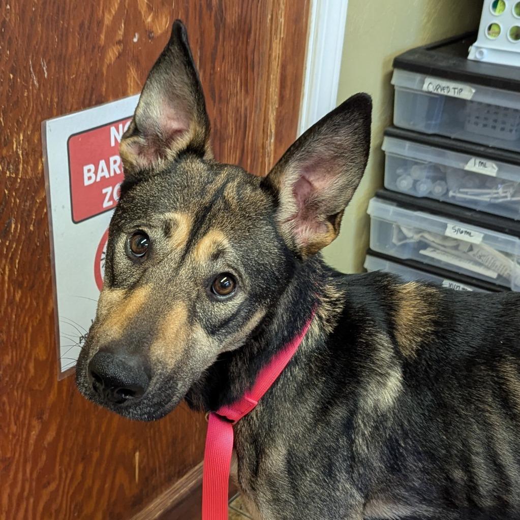 Sasha, Adoptable, Adult Female German Shepherd Dog.