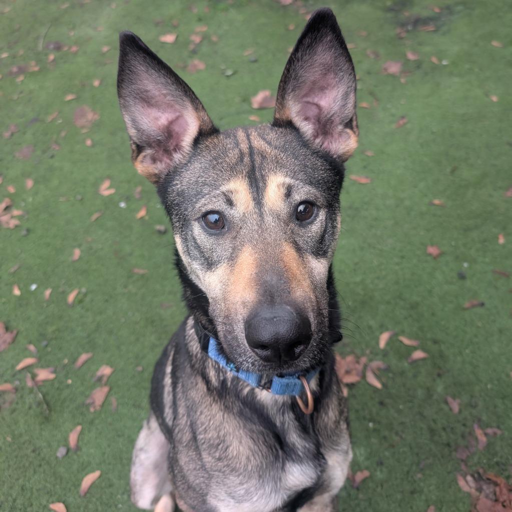 Enlarge Sasha, a Adoptable mixed breed in Aberdeen, WA image 2/5