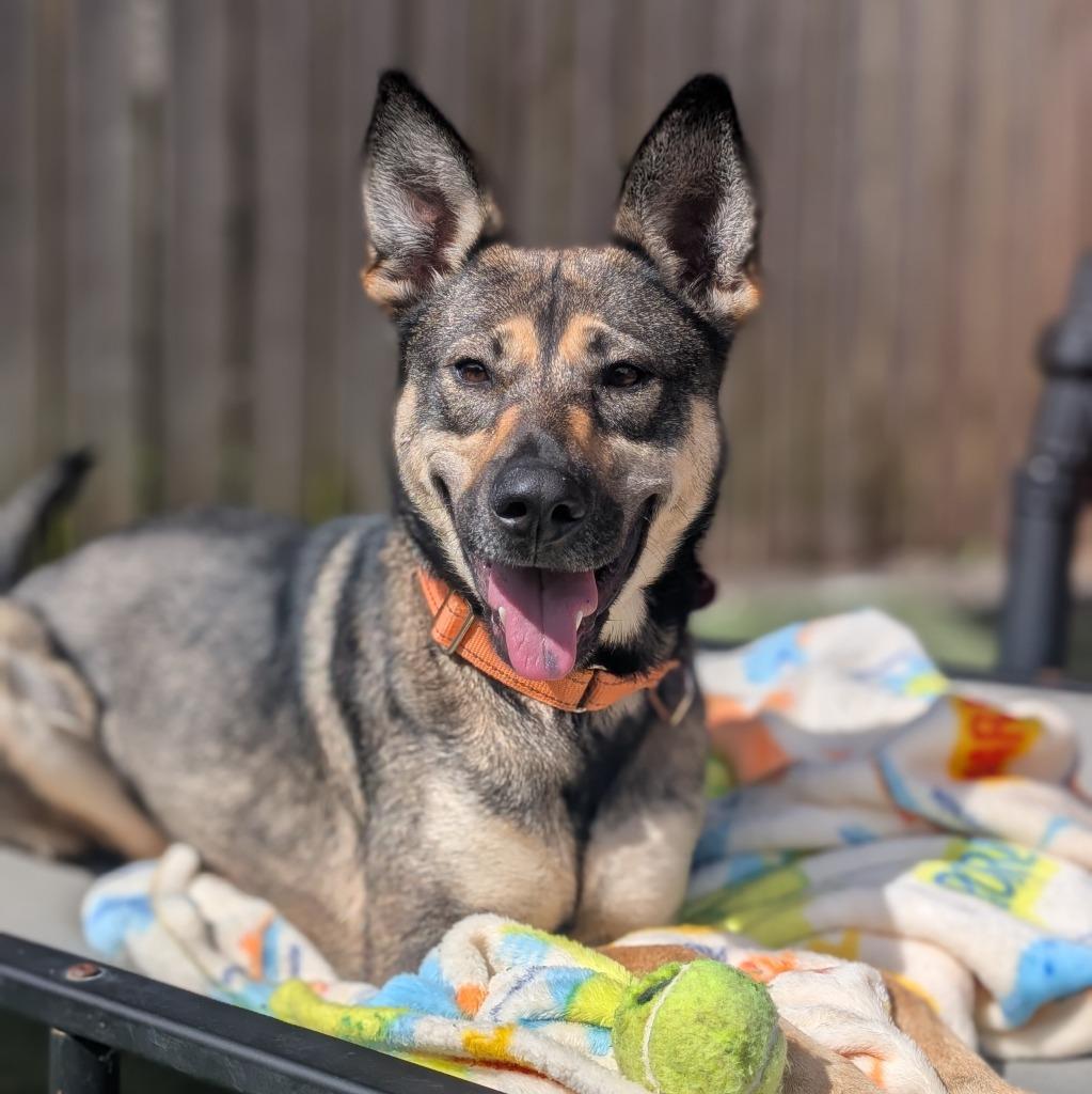 Enlarge Sasha, a Adoptable mixed breed in Aberdeen, WA image 5/6