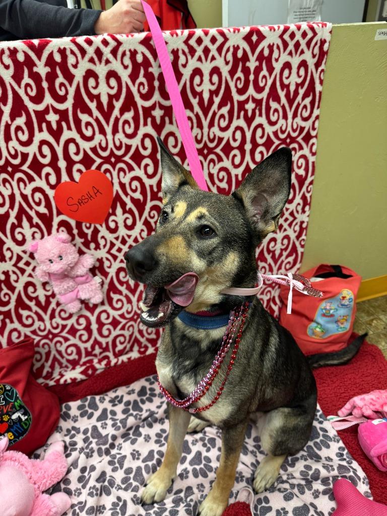 Enlarge Sasha, a Adoptable mixed breed in Aberdeen, WA image 4/5