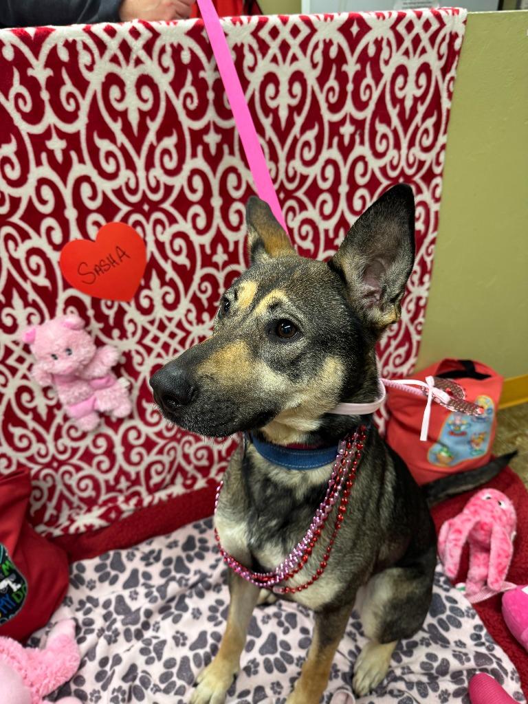 Enlarge Sasha, a Adoptable mixed breed in Aberdeen, WA image 5/5