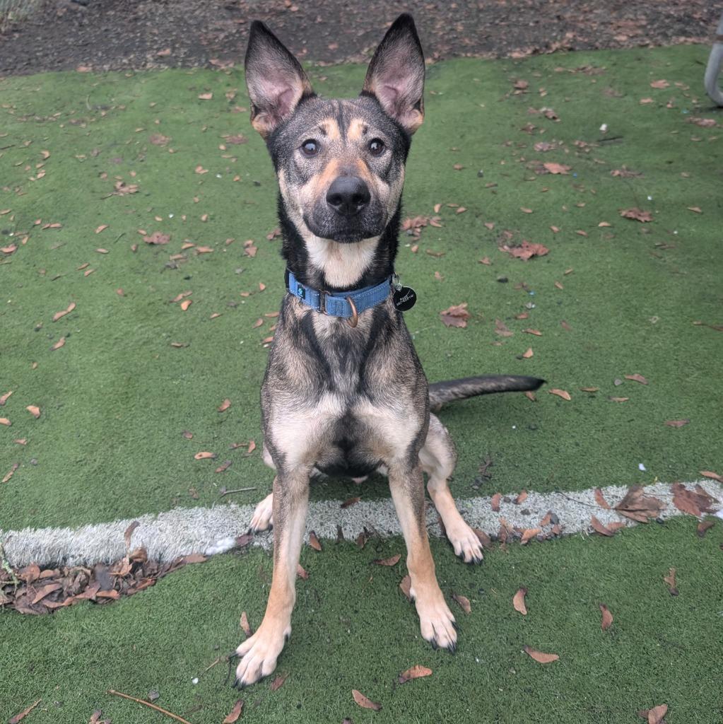 Sasha, a Adoptable mixed breed in Aberdeen, WA image 2/3