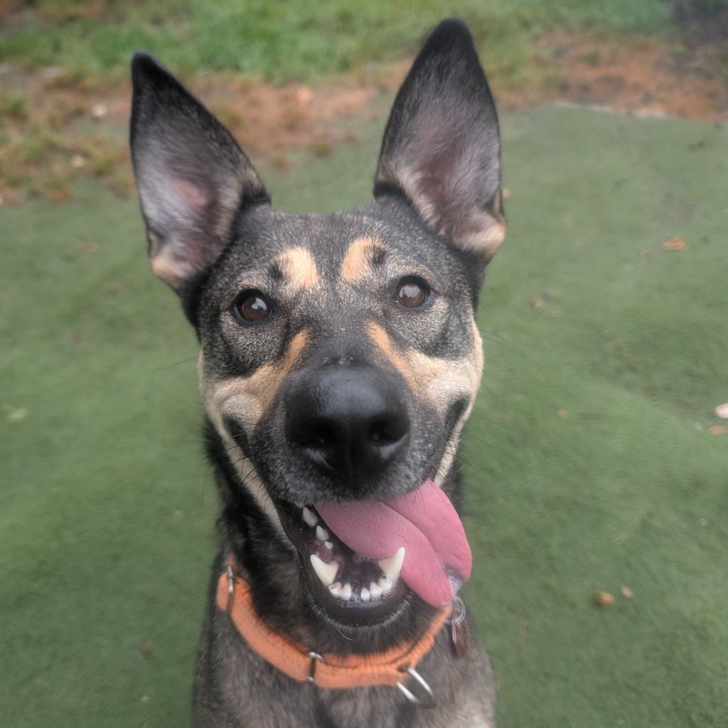 Enlarge Sasha, a Adoptable mixed breed in Aberdeen, WA image 5/6
