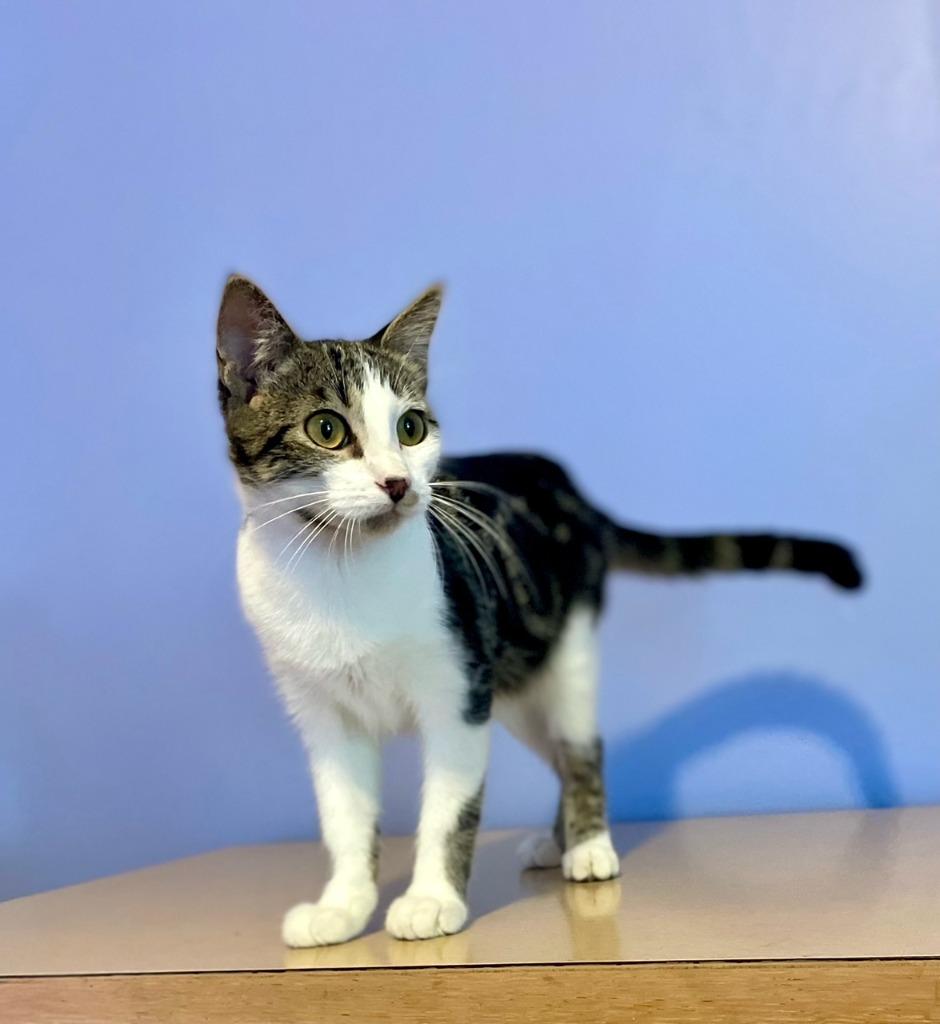Poppy, Adopted, Young Female Domestic Short Hair.