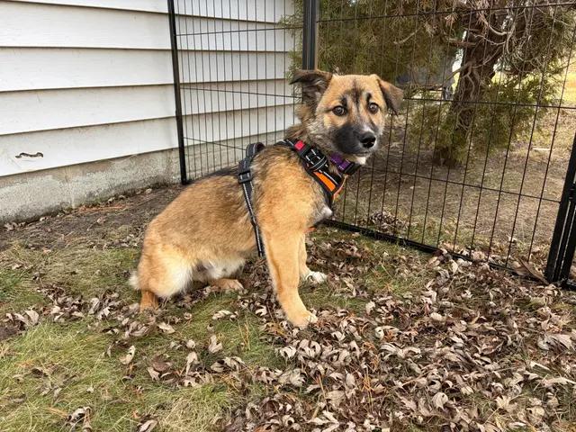 Teddy, ADOPTABLE, Young Male Pembroke Welsh Corgi & German Shepherd Dog.